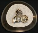 Three Pyritized Kosmoceras Ammonites - Work of Art #15583-1